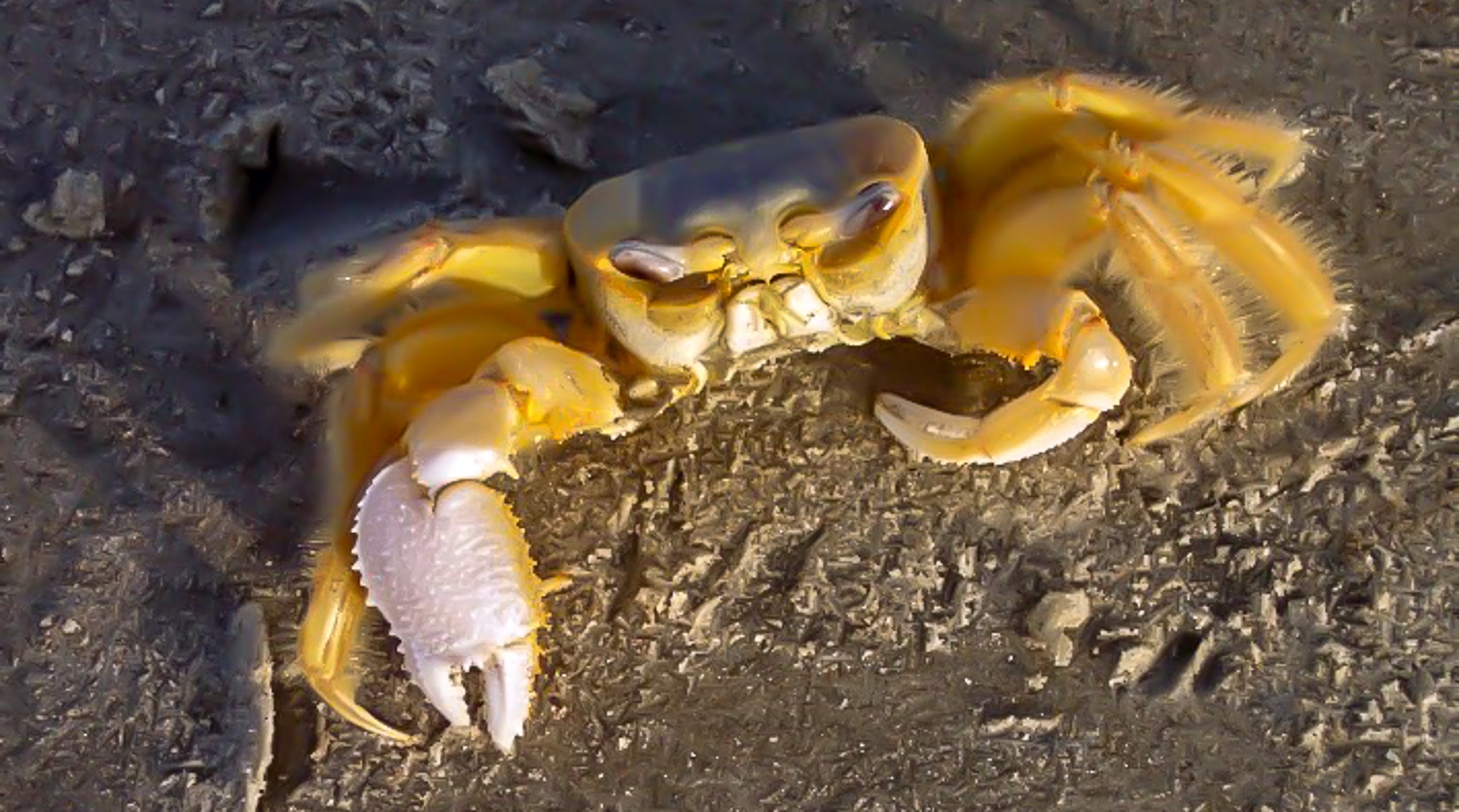 Ghost crab on the beach.
